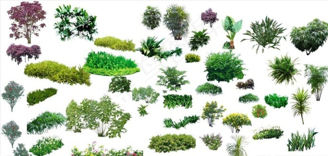 植物系列灌木图片epsai矢量模版下载