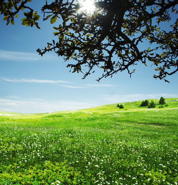 草地天空