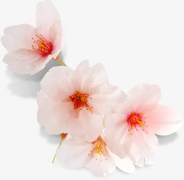 粉白色清新春季桃花免抠