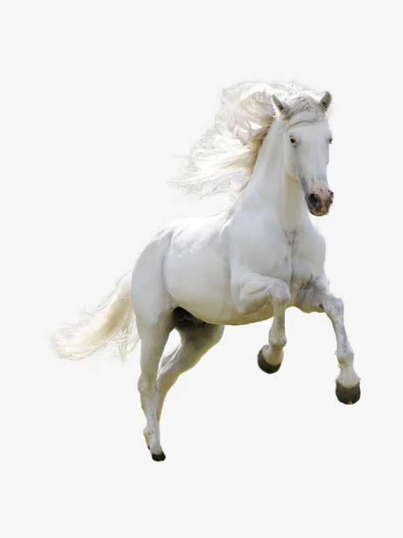奔驰的白色骏马免抠