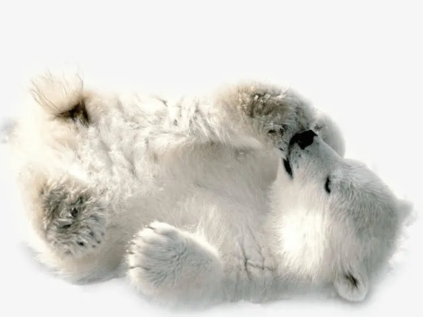 熟睡的小北极熊免抠