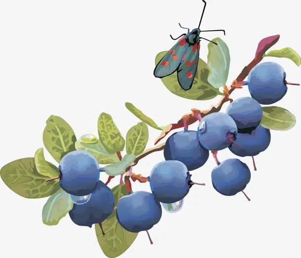 水果矢量图灯笼果蓝莓 蓝莓免抠