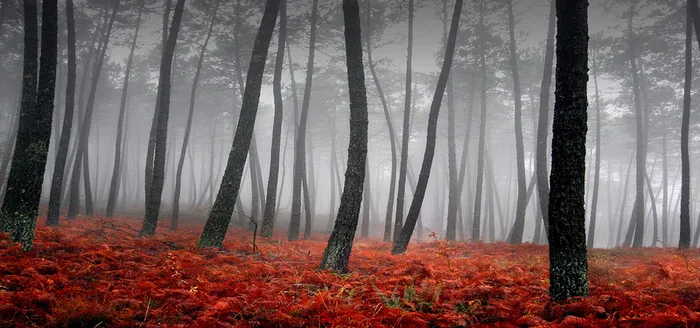 秋季树林背景高清
