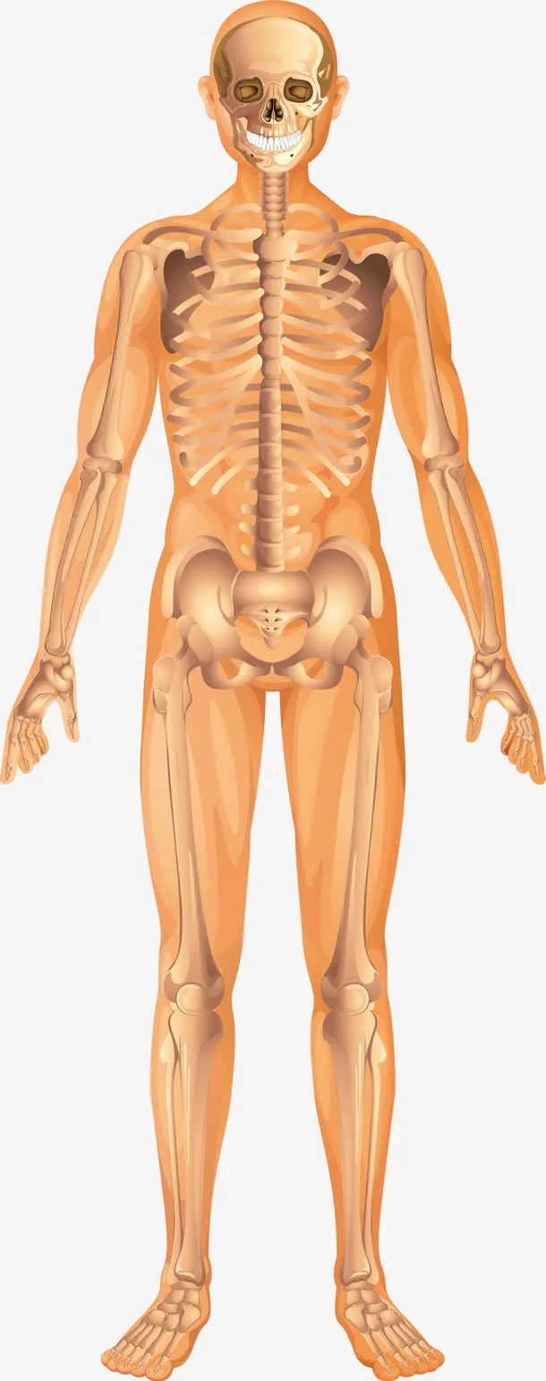 卡通人体骨架矢量图免抠