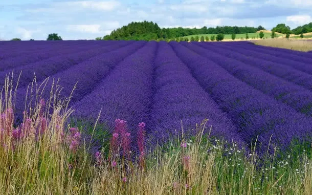 紫色薰衣草陆地空气免抠