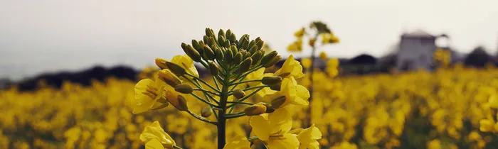 黄色油菜花美观背景高清