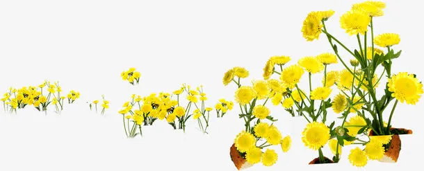 黄色唯美春天清明花朵免抠