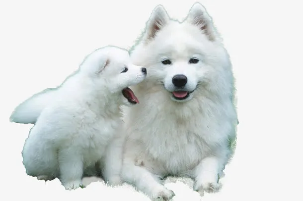两只白色的小狗免抠