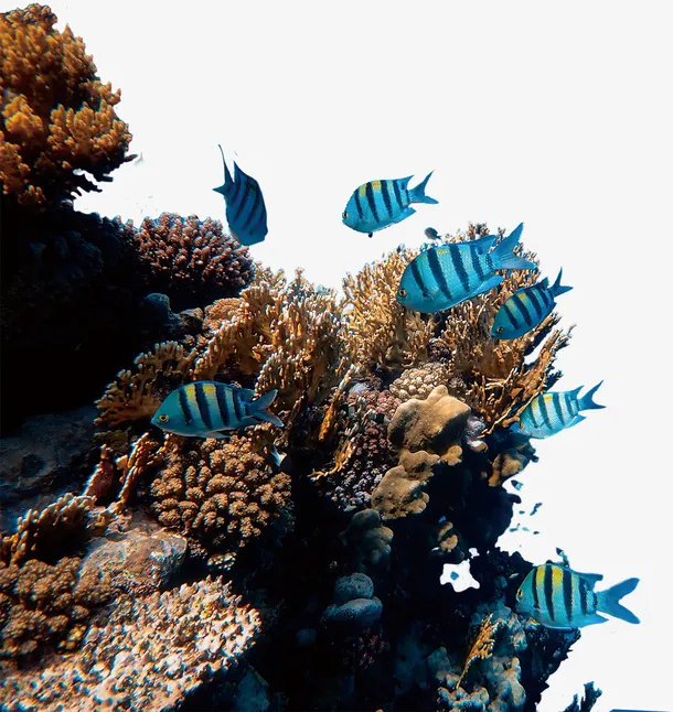 珊瑚礁 鱼 海洋 海底 海底世界免抠