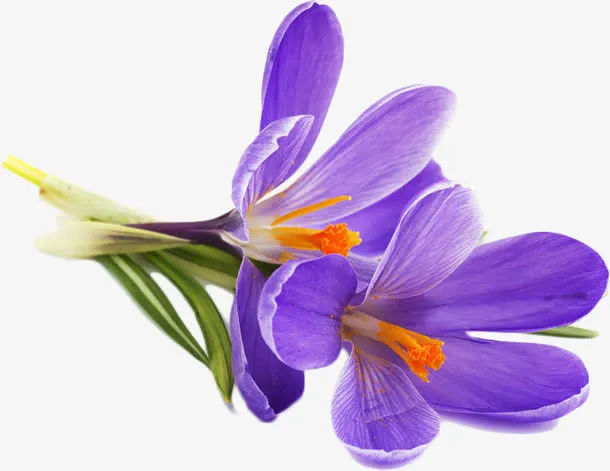 紫罗兰花朵盛开美丽免抠