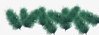 圣诞节松树枝免抠素材免抠