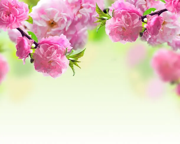 唯美粉色海棠花壁纸免抠