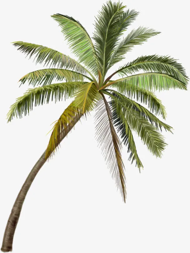 三亚风景区的椰子树免抠