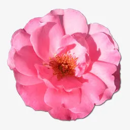 野玫瑰粉色1图标免抠