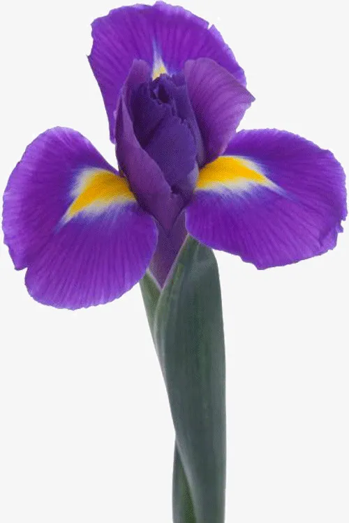 紫罗兰花朵免抠