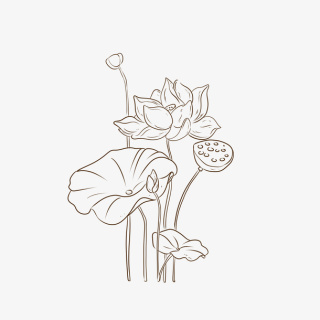 荷花夏天荷叶免抠动植物植物元素