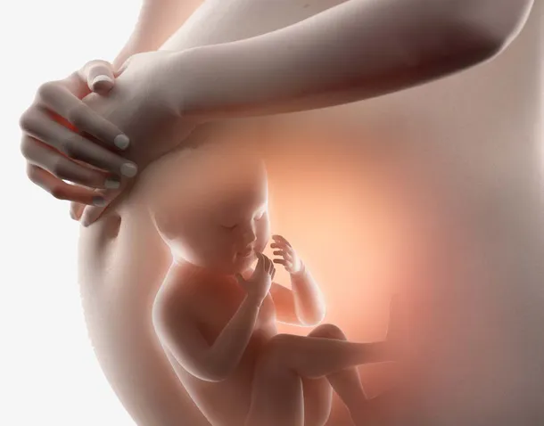 大肚子  婴儿 孕妇 孕妈 透视婴儿免抠