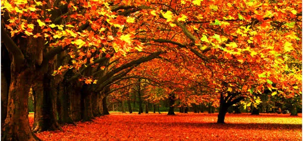 唯美秋季风景背景