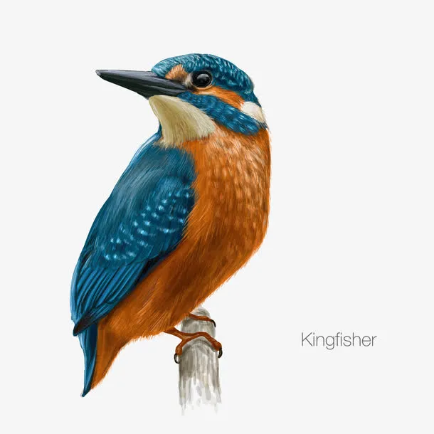 kingfisher免抠