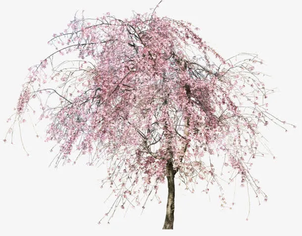 免抠樱花树装饰图片免抠
