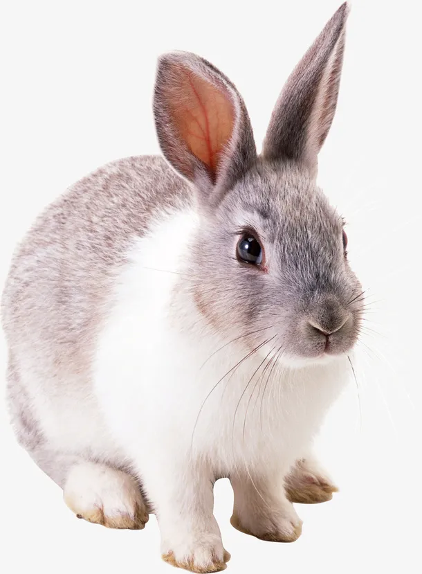 高清PNG兔子动物图片5免抠