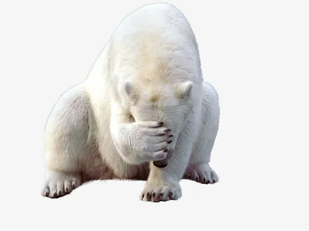 羞涩的北极熊图行天下免抠
