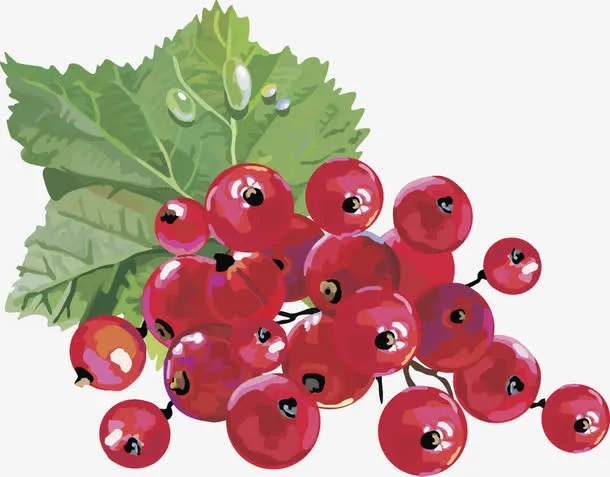 水果矢量图灯笼果蔓越莓免抠
