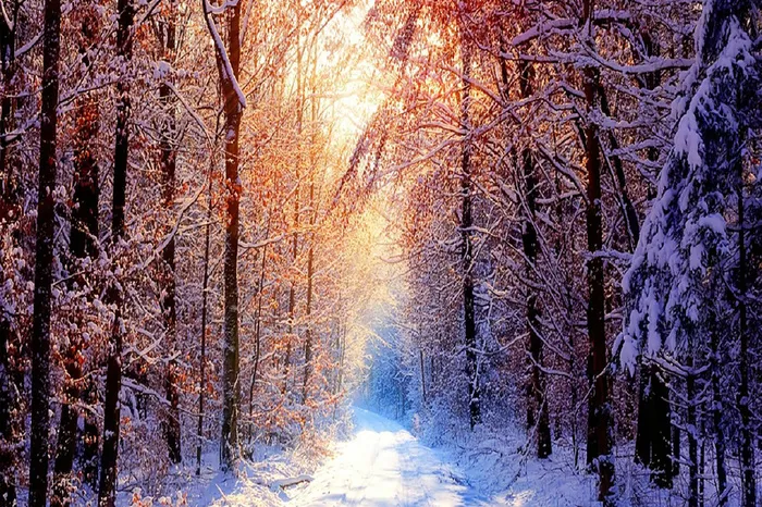 一缕温暖的阳光穿过冬日森林背景图高清