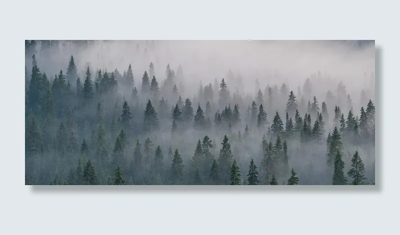 迷雾森林背景图高清