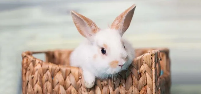 可爱兔子高清图片高清