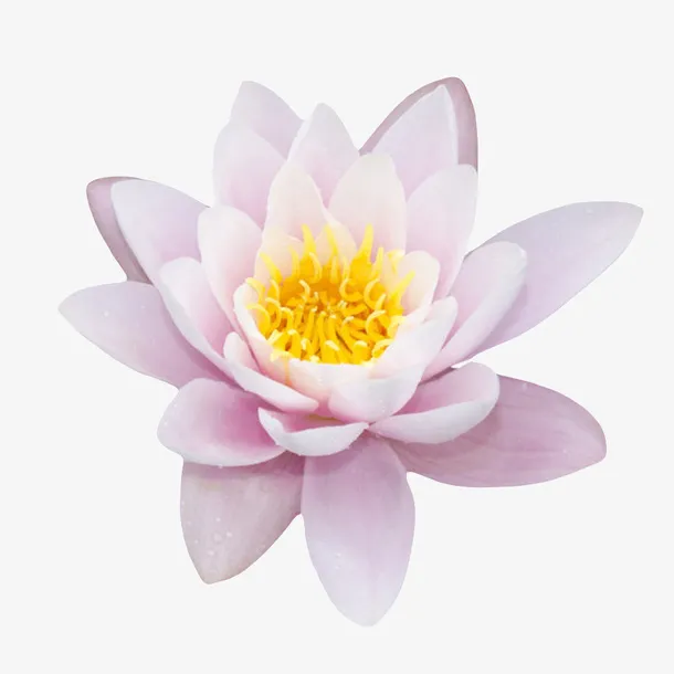 粉白色纯洁的莲蓬开花的水芙蓉实免抠漂浮花瓣元素