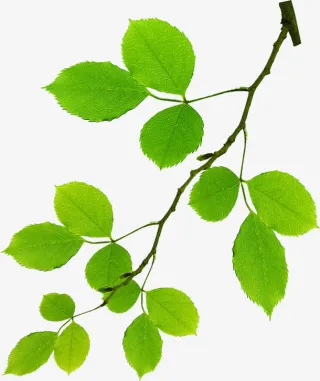 春天环保绿叶植物免抠装饰植物元素