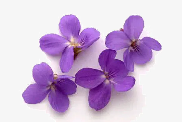 紫罗兰花瓣免抠