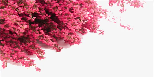 粉色桃花树素材免抠