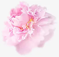 粉色盛开花朵唯美免抠