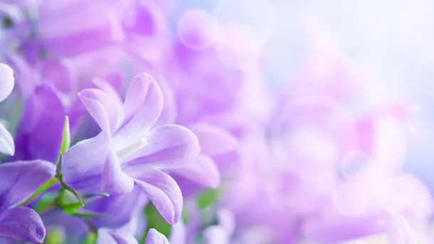 紫色盛开花朵壁纸免抠