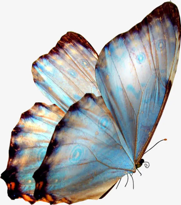 蓝色翅膀的蝴蝶png免扣素材免抠