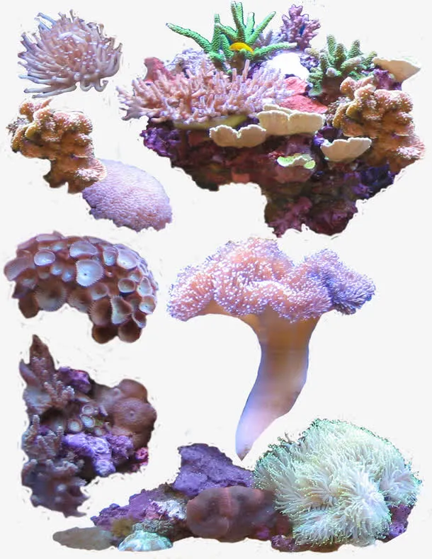 海底珊瑚植物免抠