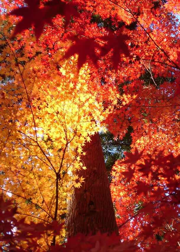 红色秋季枫叶树林免抠