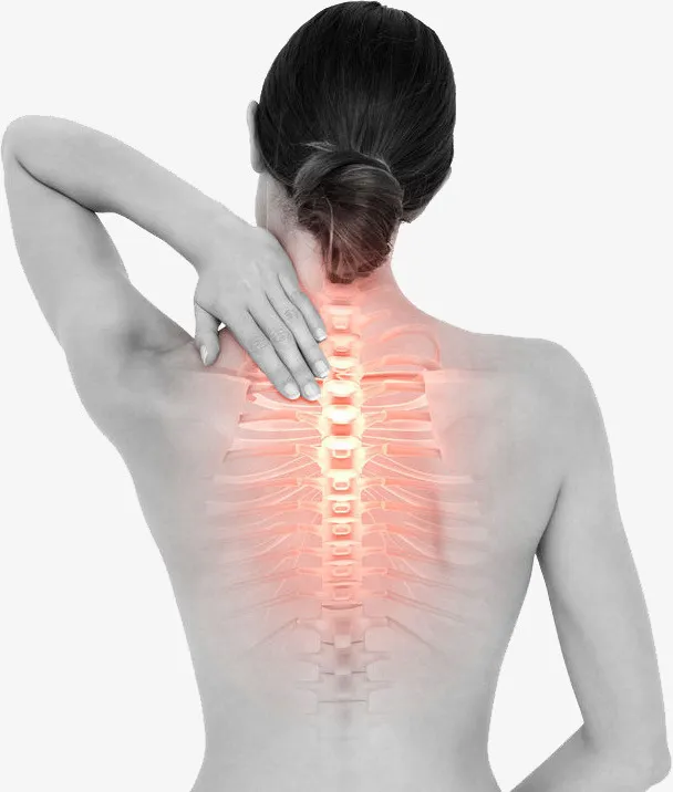女性的背部脊椎图免抠
