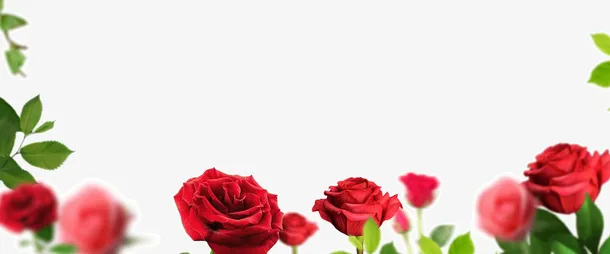 红色浪漫玫瑰花爱情免抠