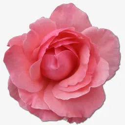 野玫瑰粉色2图标免抠