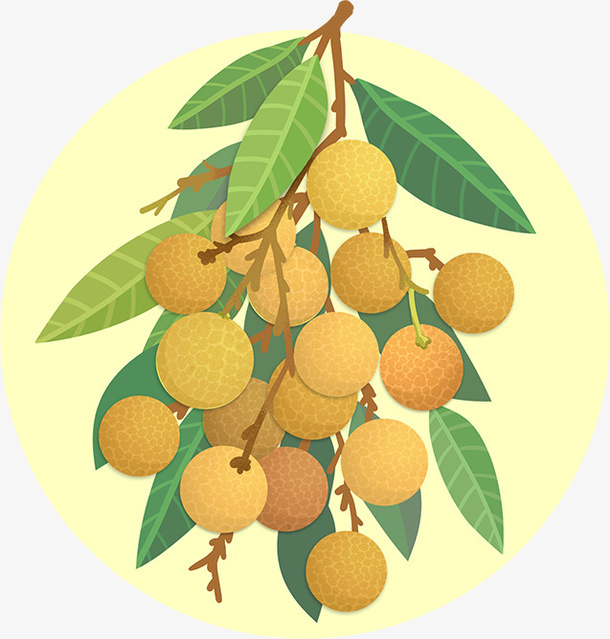 夏季龙眼水果手绘插画免抠手绘/卡通卡通元素 - 菜鸟图库