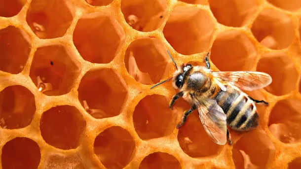 黄色蜜蜂蜂巢活力免抠