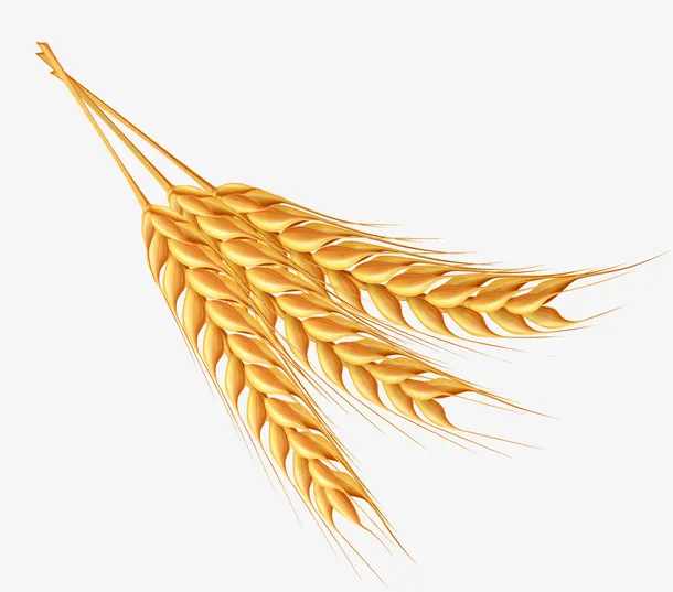 金色农作物麦穗素材图免抠