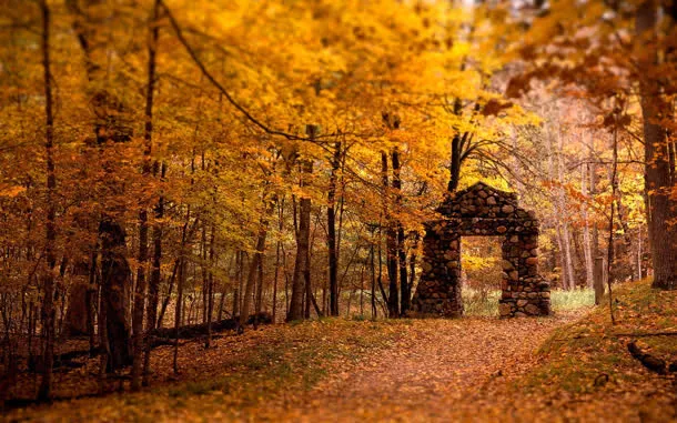 秋天落叶树林壁纸免抠