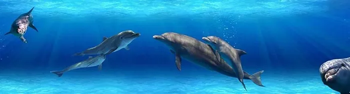 在海底畅游的海豚动物高清图片高清