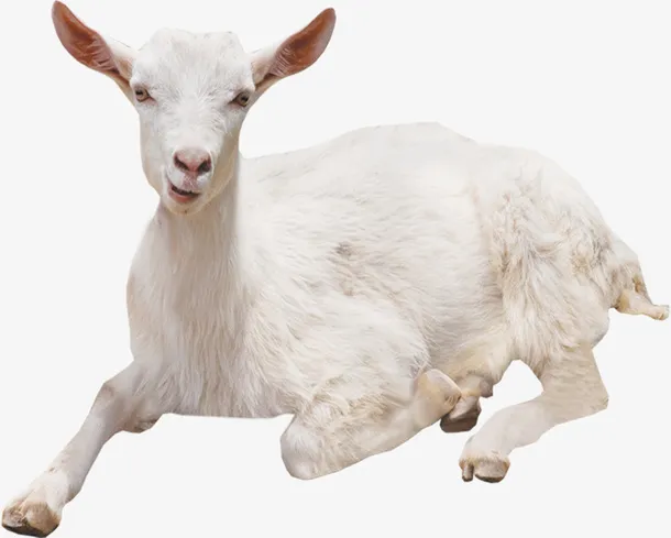 简单白色小山羊免抠动植物动物元素