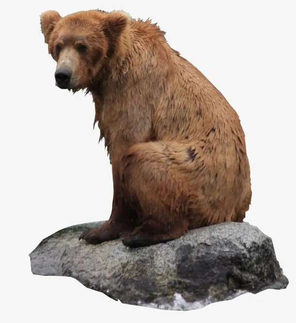 坐在石头上狗熊免抠