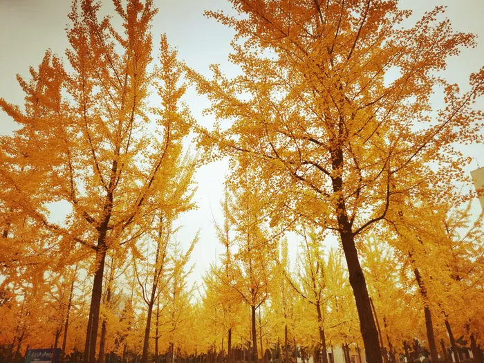秋日落叶树林高清